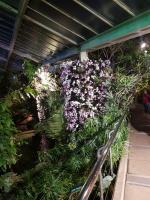 Albums/20200303-Kew Gardens/9